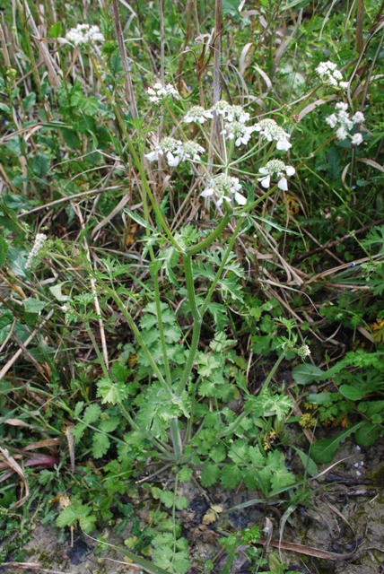 Tordylium apulum / Ombrellini pugliesi